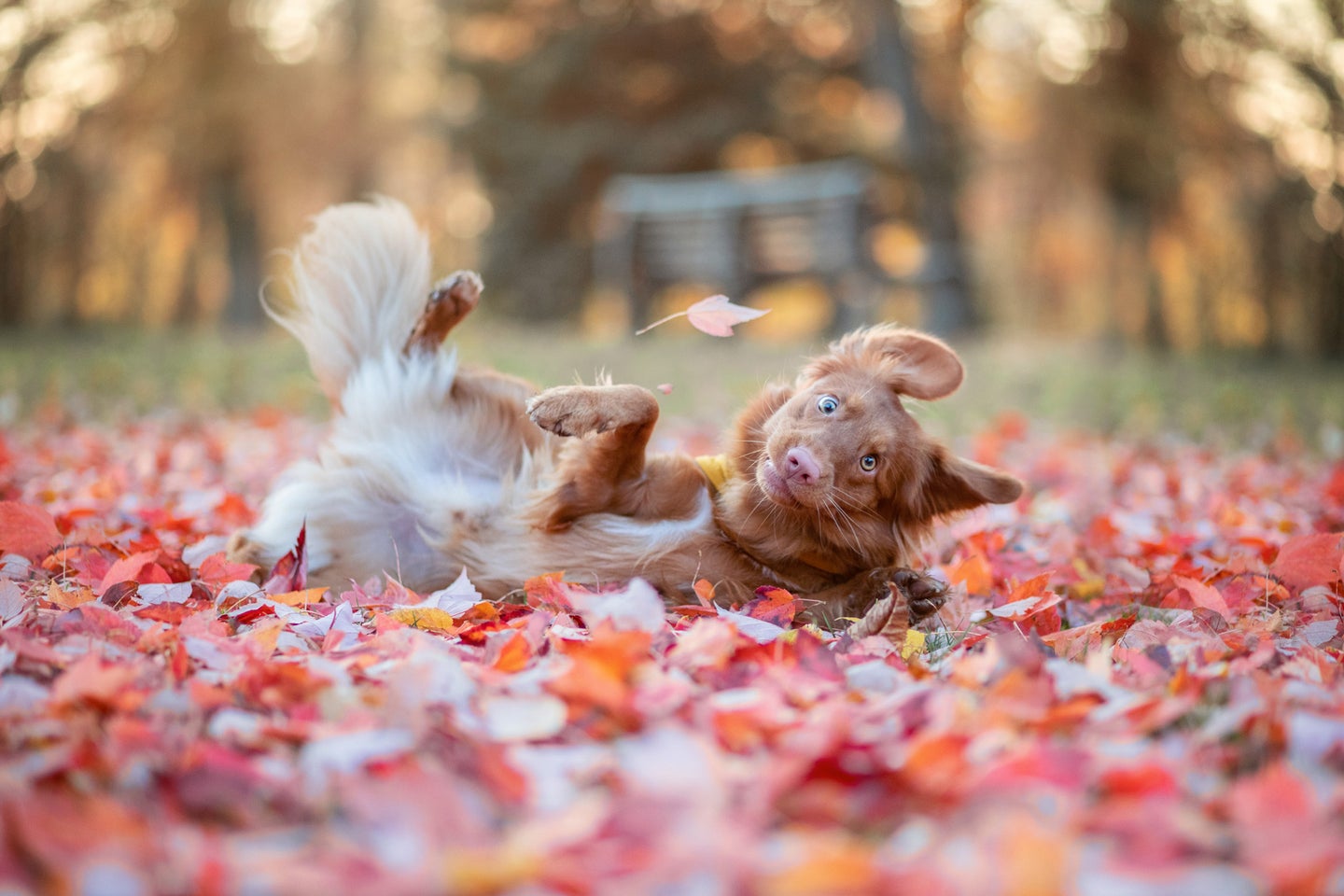 A dog falls in a pile of leaves with a goofy expression on its face.