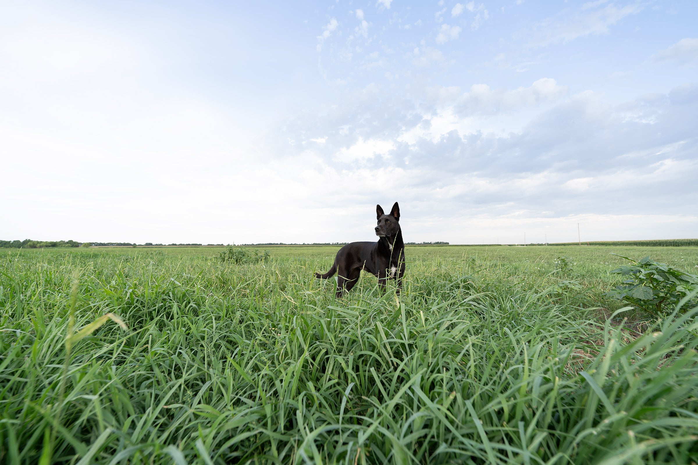 a black dog in a wide open field